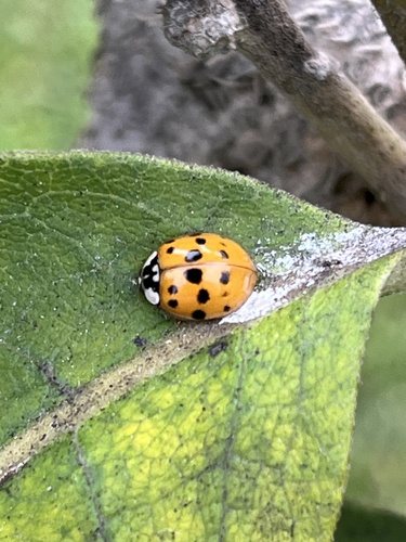 Asian Lady Beetle