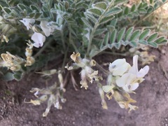 Astragalus parryi