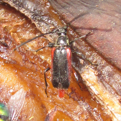 Pseudostrangalia cruentata