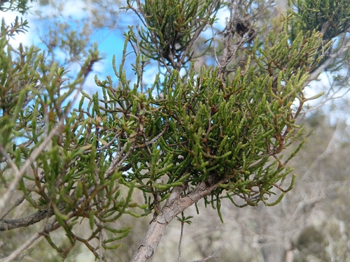 Korthalsella salicornioides observed 2026-10-10