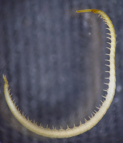 Common Schendyla photo 5