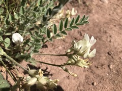 Astragalus parryi