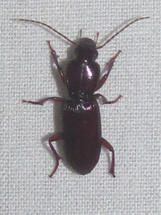 Stenomorphus californicus
