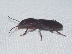 Stenomorphus californicus