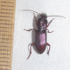 Stenomorphus californicus