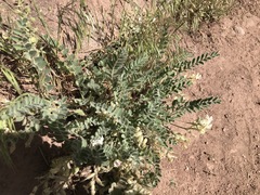 Astragalus parryi