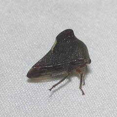 Telamona monticola