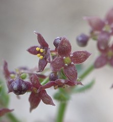 Galium bolanderi