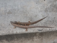 Elgaria multicarinata