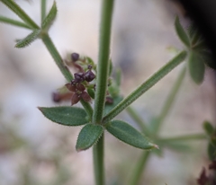 Galium bolanderi