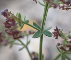 Galium bolanderi