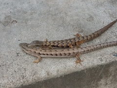 Elgaria multicarinata