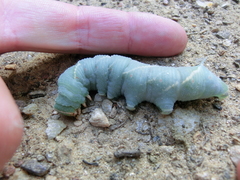 Marumba quercus