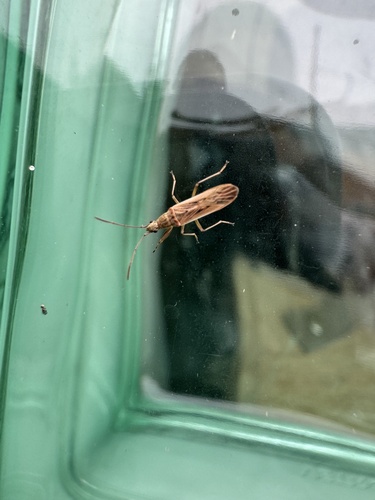 Paromius gracilis