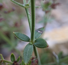 Galium bolanderi