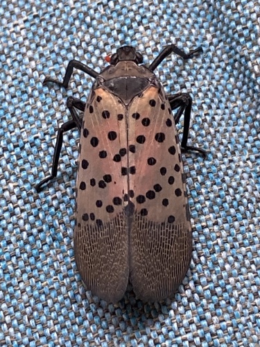 Spotted Lanternfly