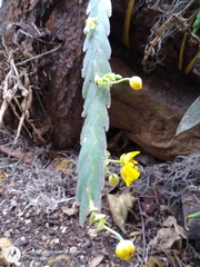 Lockhartia oerstedii
