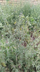 Verbena supina