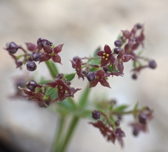 Galium bolanderi