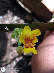 Lockhartia oerstedii