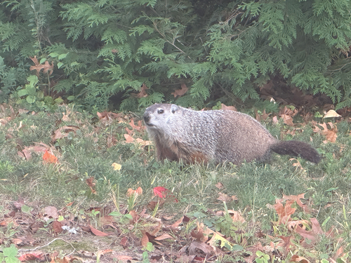 Groundhog