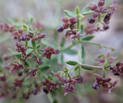 Galium bolanderi
