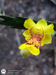 Lockhartia oerstedii