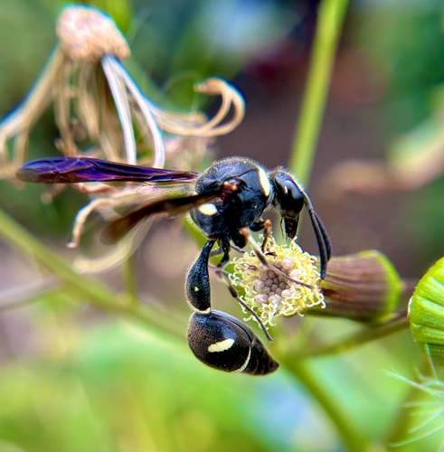 Fraternal Potter Wasp