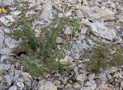 Galium bolanderi
