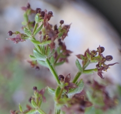 Galium bolanderi