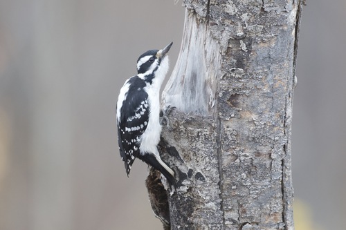 Hairy Woodpecker observed by ymmjpd