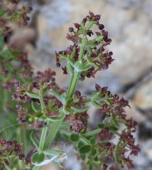 Galium bolanderi