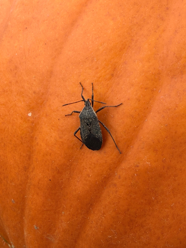 Squash Bug