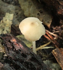 Pseudohydropus commenticius