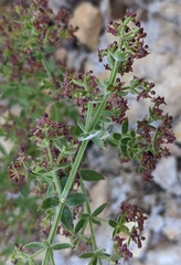 Galium bolanderi