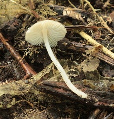 Pseudohydropus commenticius