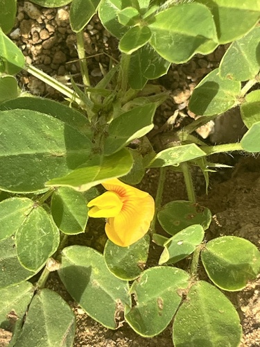 Arachis hypogaea observed 2026-10-10