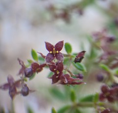 Galium bolanderi