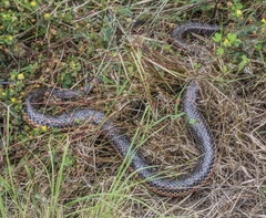 Farancia erytrogramma erytrogramma