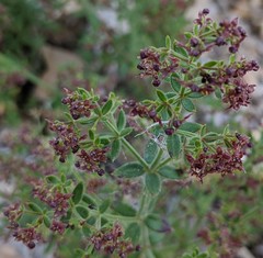 Galium bolanderi
