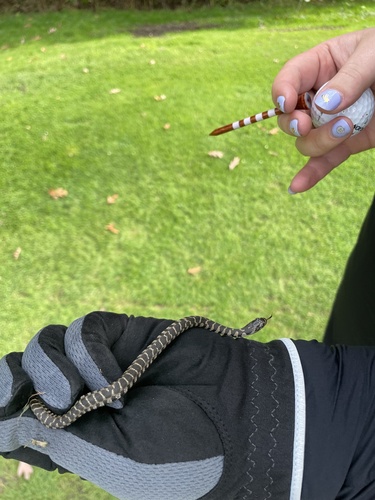 Common Watersnake