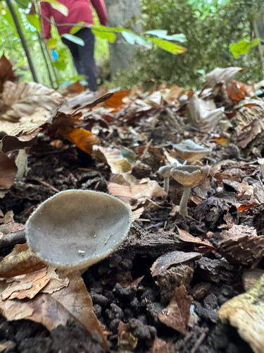 Helvella macropus, 2026-10-10