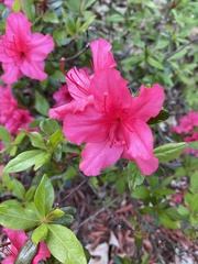 Rhododendron simsii