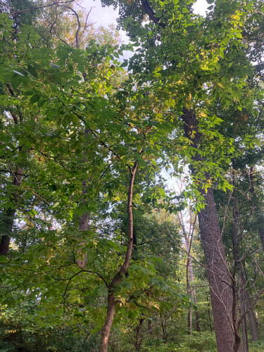 common hackberry