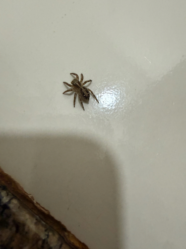 Pantropical Jumping Spider