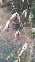 Avena sterilis