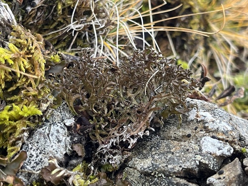 Cetraria ericetorum observed 2026-10-10