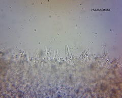 Pseudohydropus commenticius