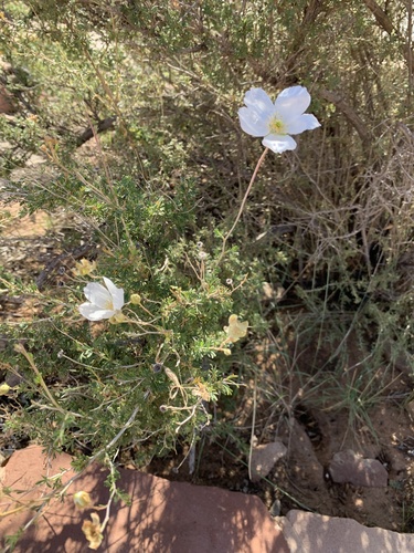 Apache plume