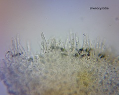 Pseudohydropus commenticius